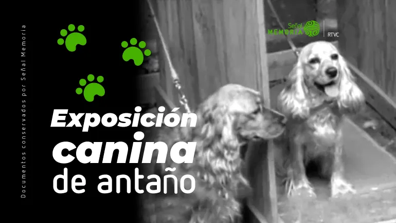 gráfica exposición canina en Bogotá