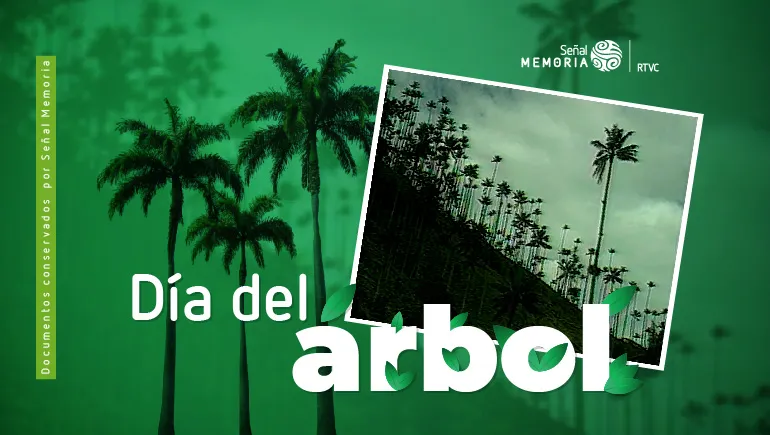 La palma de cera del Quindío: El árbol Nacional de Colombia