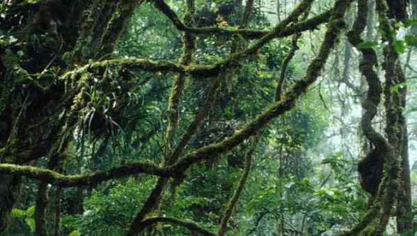 Fotos de Archivo de WWF