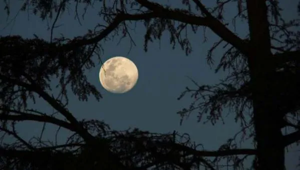 Foto: Luna entre los árboles por Pablodf