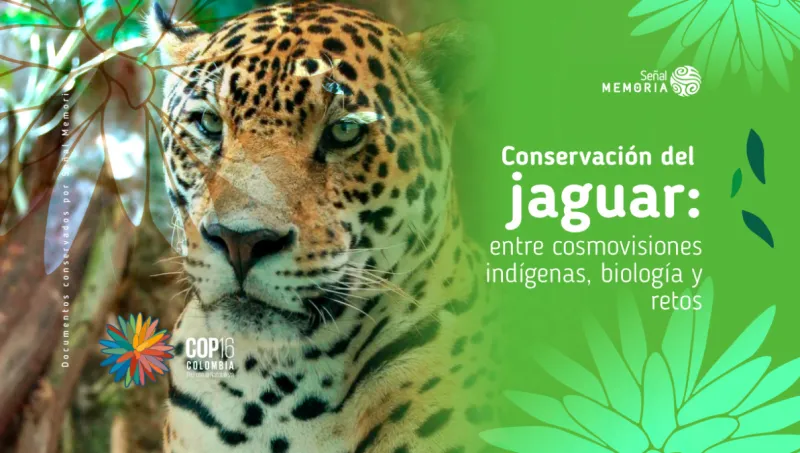 Conservación del jaguar: entre cosmovisiones indígenas, biología y retos