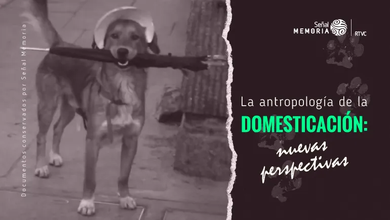  domesticación