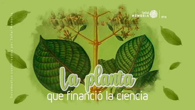 La quina