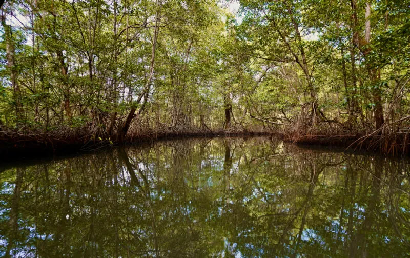 Manglares, nuestro ecosistema protector