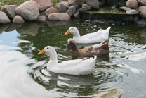 2008-07-11_18-44-19.jpg