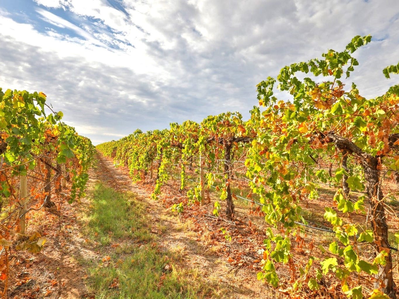 Rural Property For Sale Merbein South Vic 3505