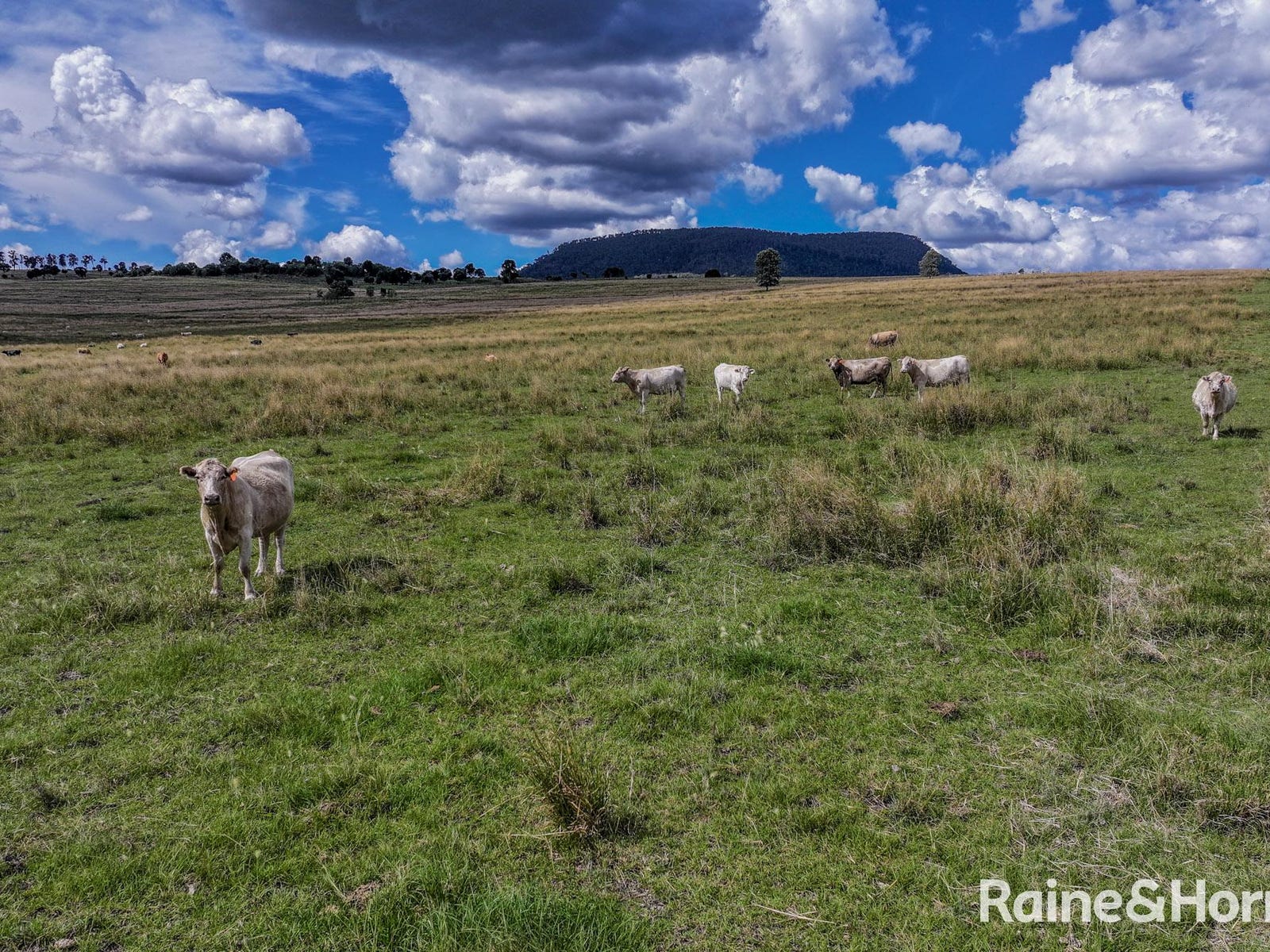 Rural Property for Sale: Freestone, Qld 4370