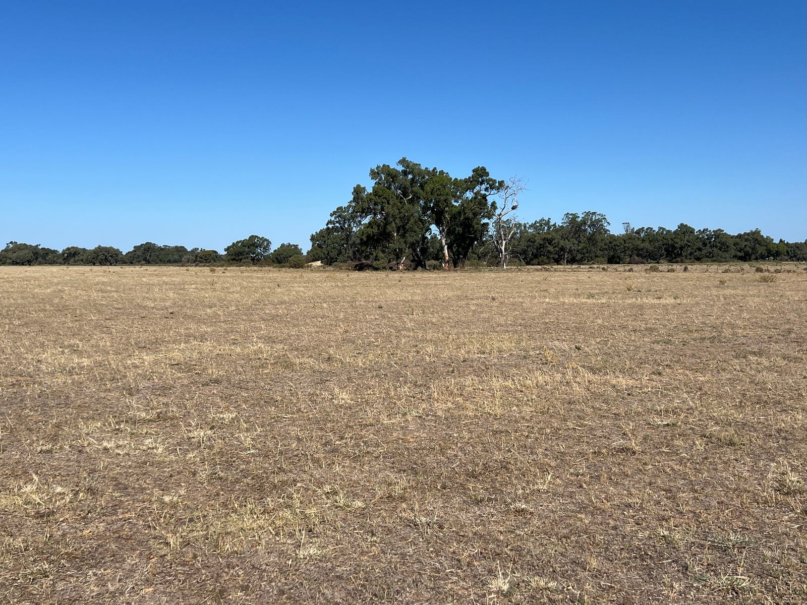 Rural Property for Sale: Deniliquin, NSW 2710