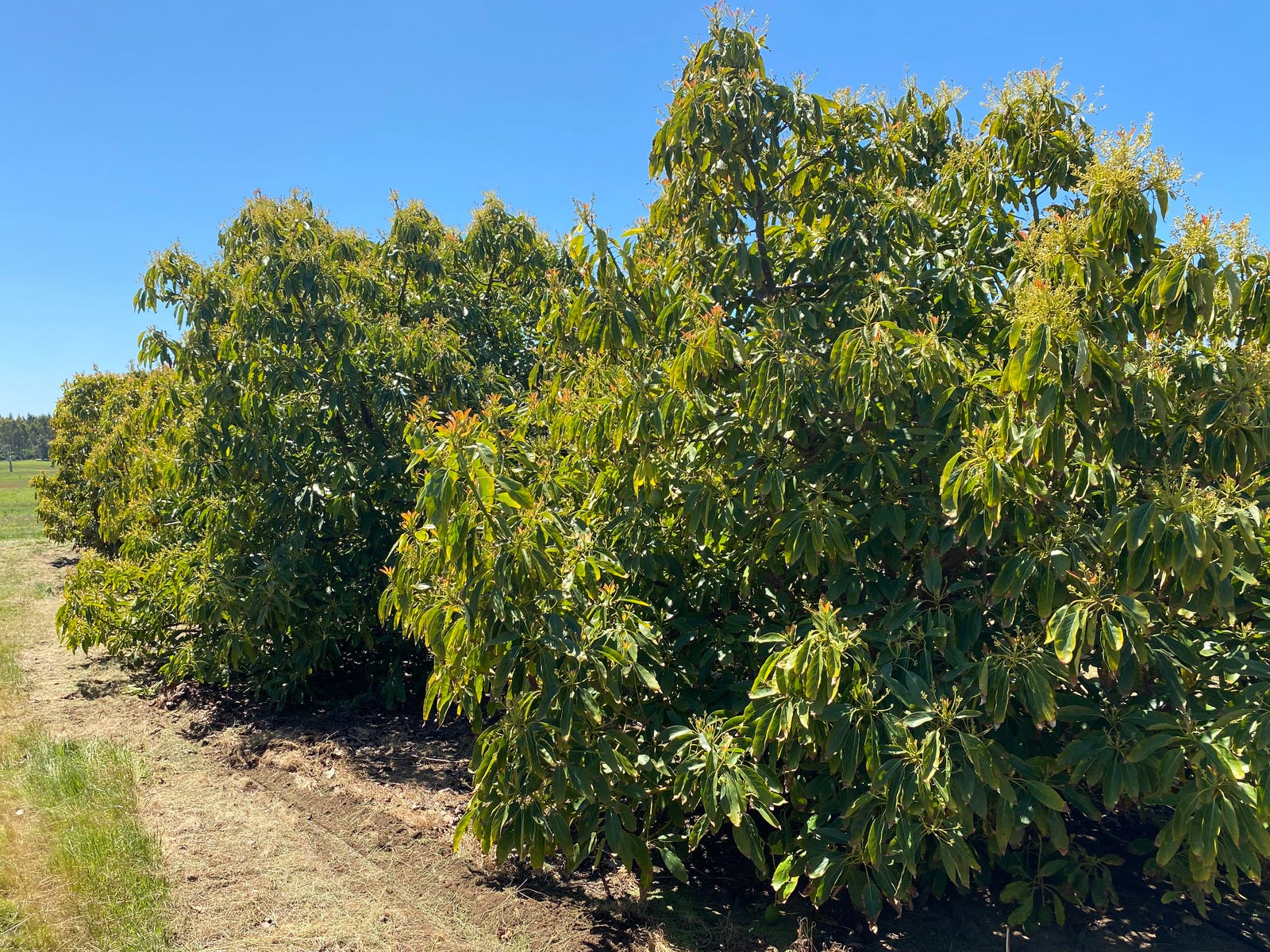 Rural Property For Sale Manjimup WA 6258