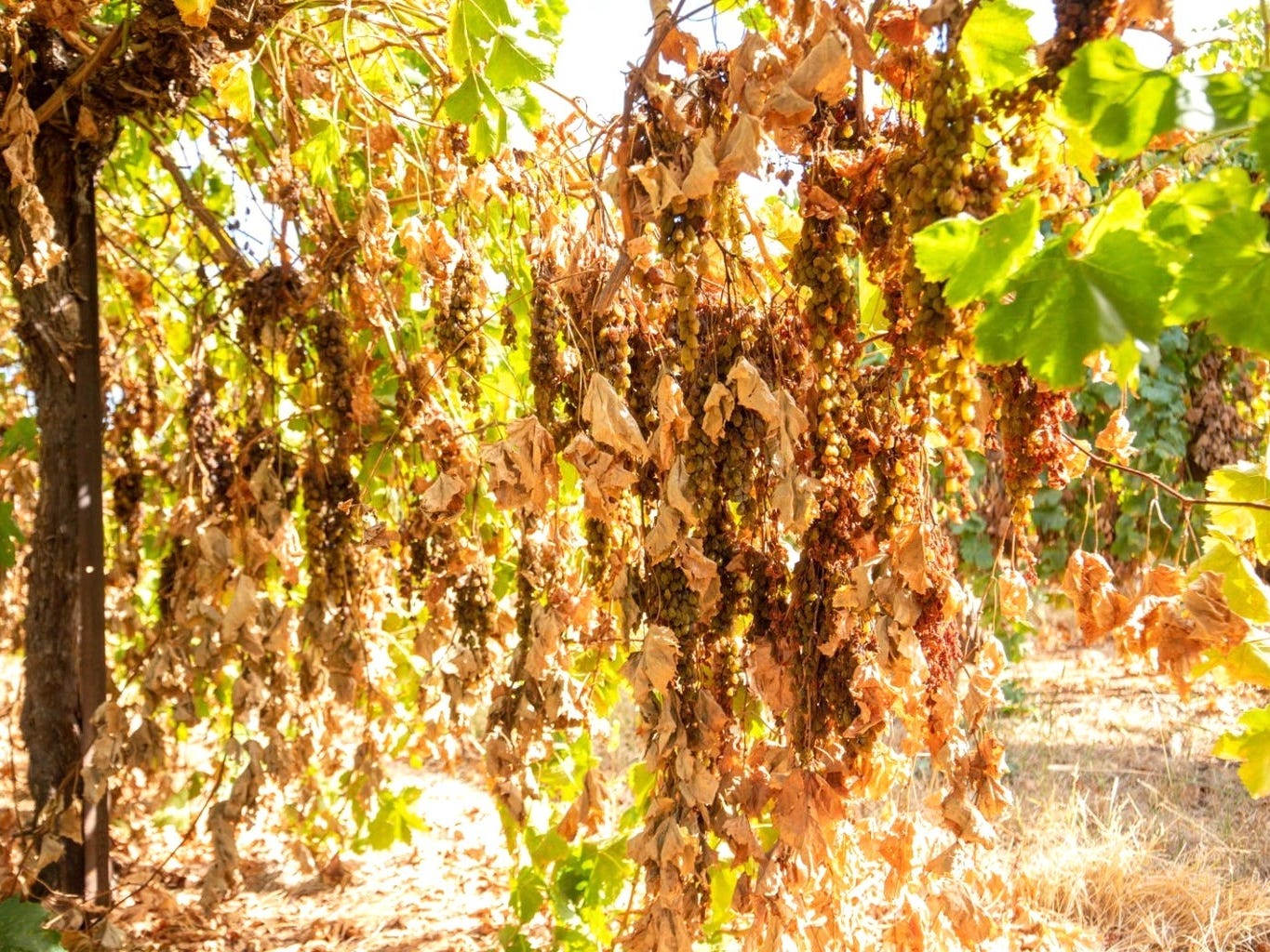 Rural Property For Sale Merbein South Vic 3505