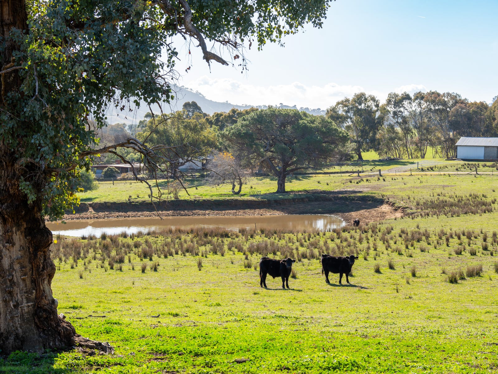 Rural Property for Sale: Tangambalanga, Vic 3691