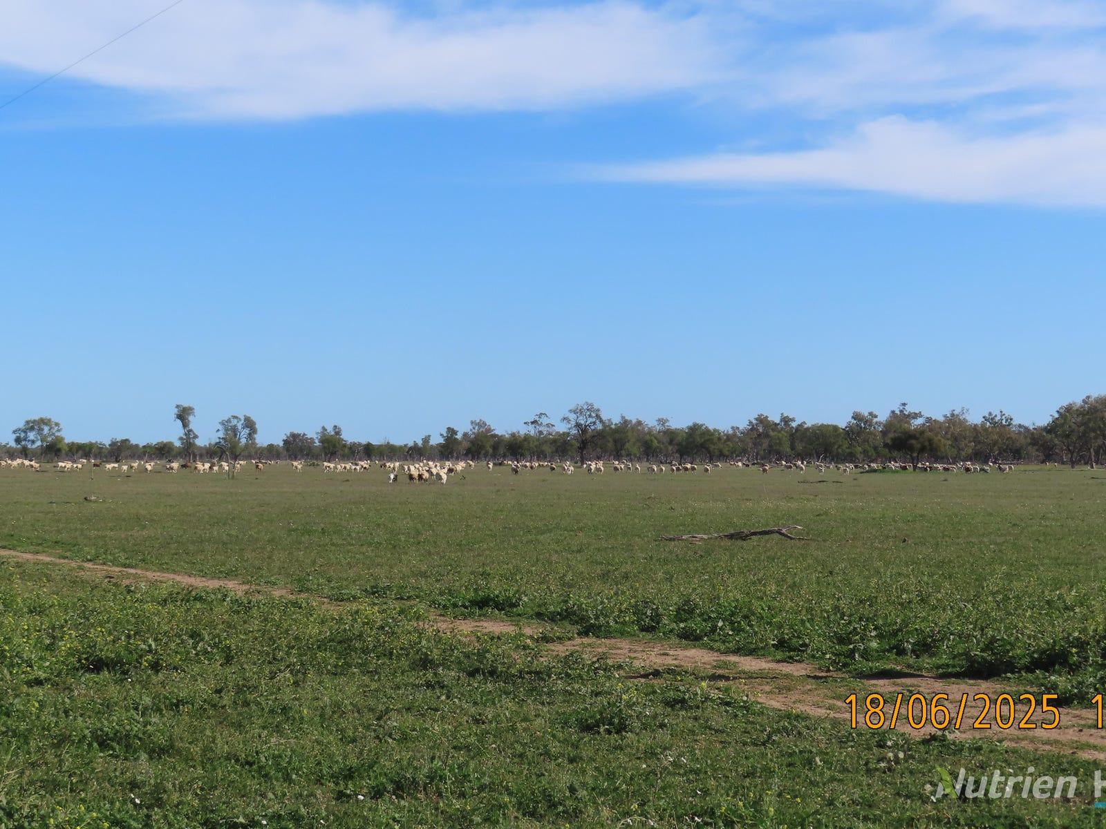 Rural Property for Sale: Walgett, NSW 2832