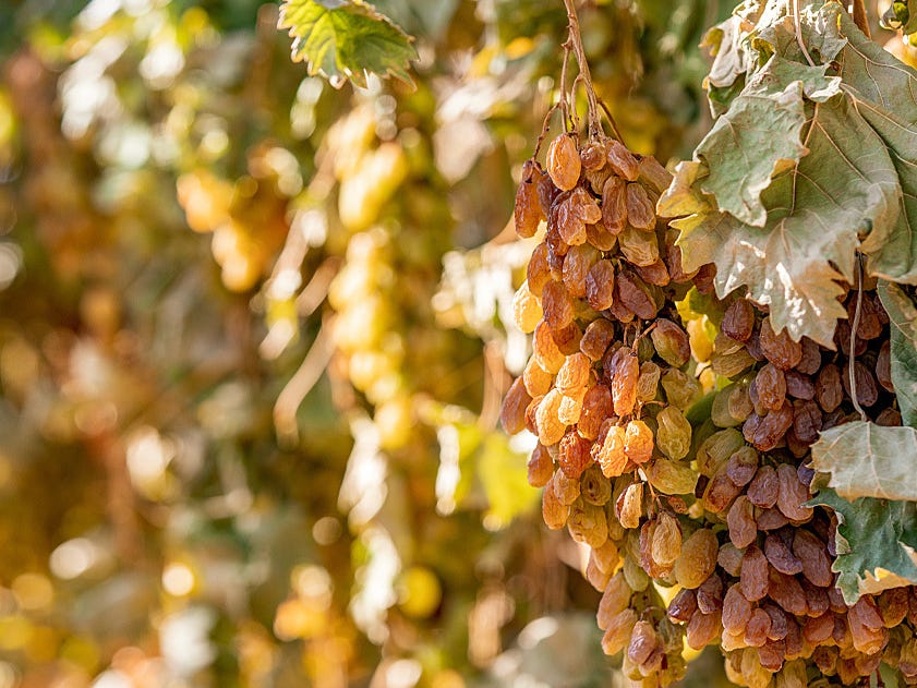 Rural Property For Sale Merbein South Vic 3505