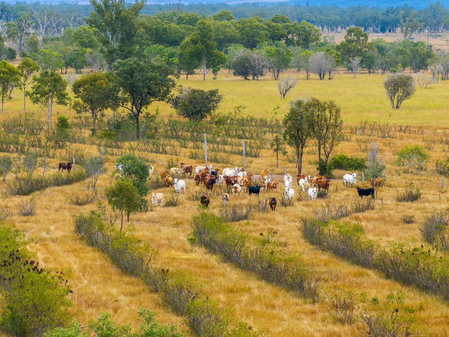 Rural Property for Sale: Morinish, Qld 4702
