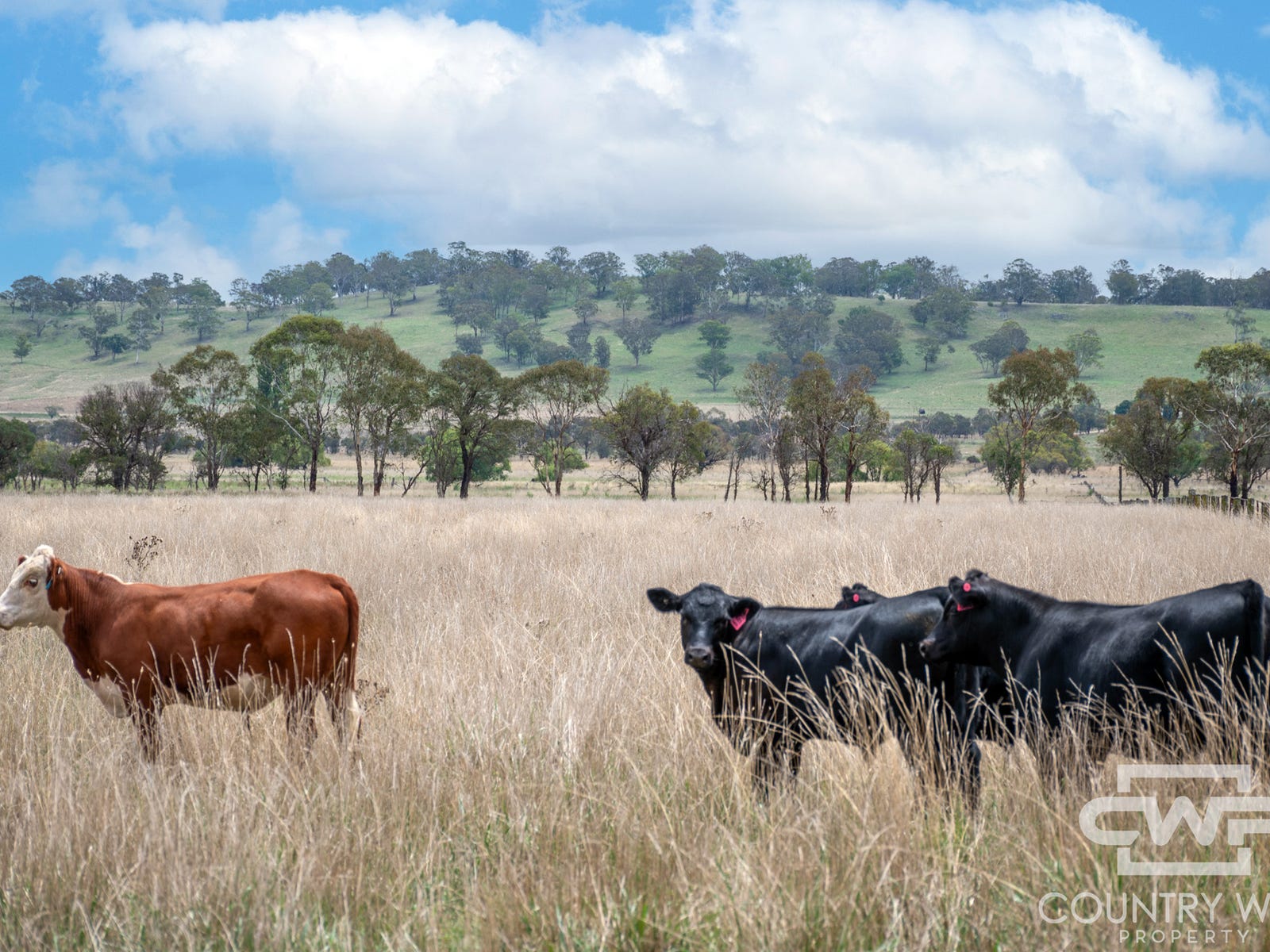 Rural Property for Sale: Glen Innes, NSW 2370