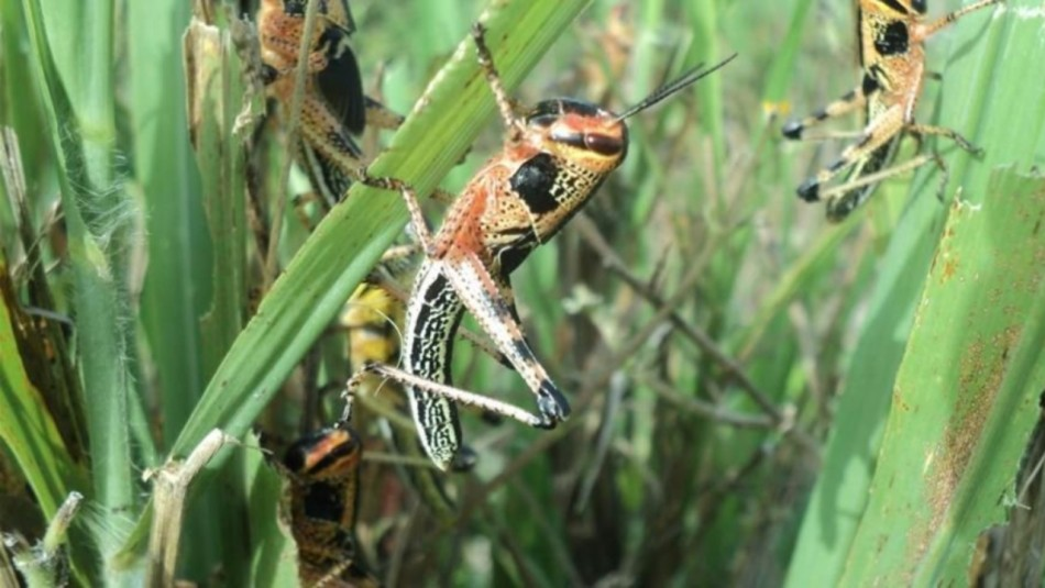 PLAGA DE LANGOSTAS SE ACERCA A QUINTANA ROO Sistema Mexiquense de