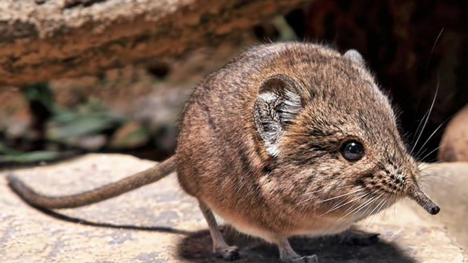 REAPARECE LA “MUSARAÑA ELEFANTE”, ESPECIE PERDIDA HACE MEDIO SIGLO -  Sistema Mexiquense de Medios Públicos