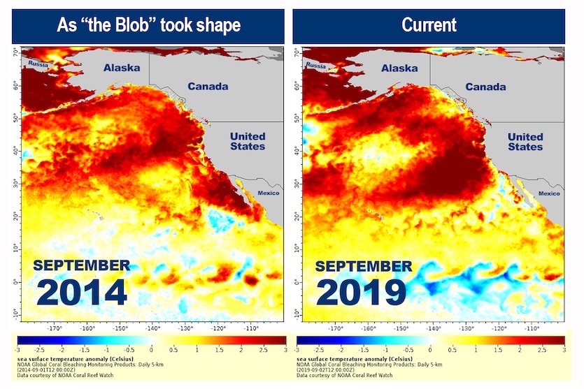 A comparison of sea surface temperature anomalies (departures from the seasonal average) in the Northeast Pacific in September 2014 (left) versus September 2019 (right).