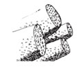 DraftSeal DSROD1 12" 1" Backer Rod Foam 