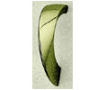 Trimco 1350R 613 Masterpiece Door Pull  - Dark Oxidized Oil Rubbed Satin Bronze