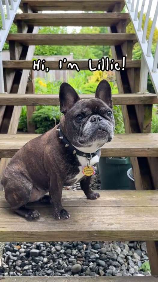 Flea and Tick medication