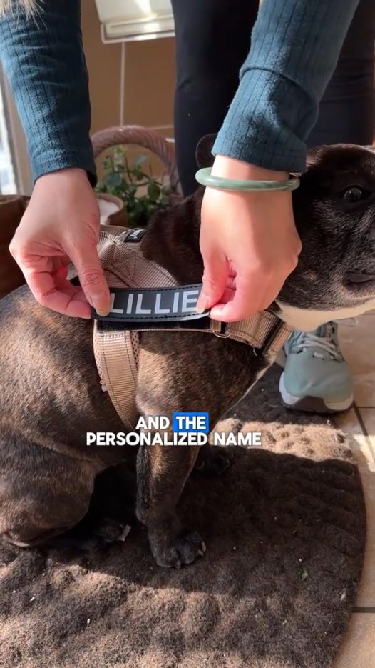 Dog Harness