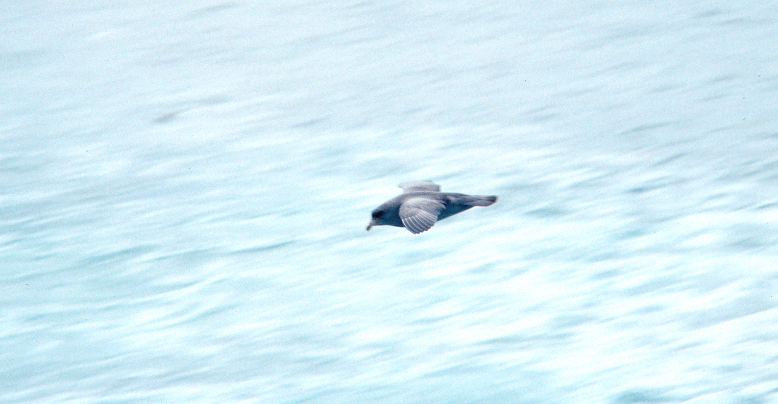 Glaucous gull (Larus hyperboreus) in flight
