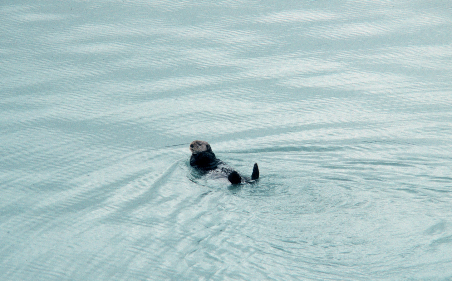 Sea  otter - Enhydra lutris