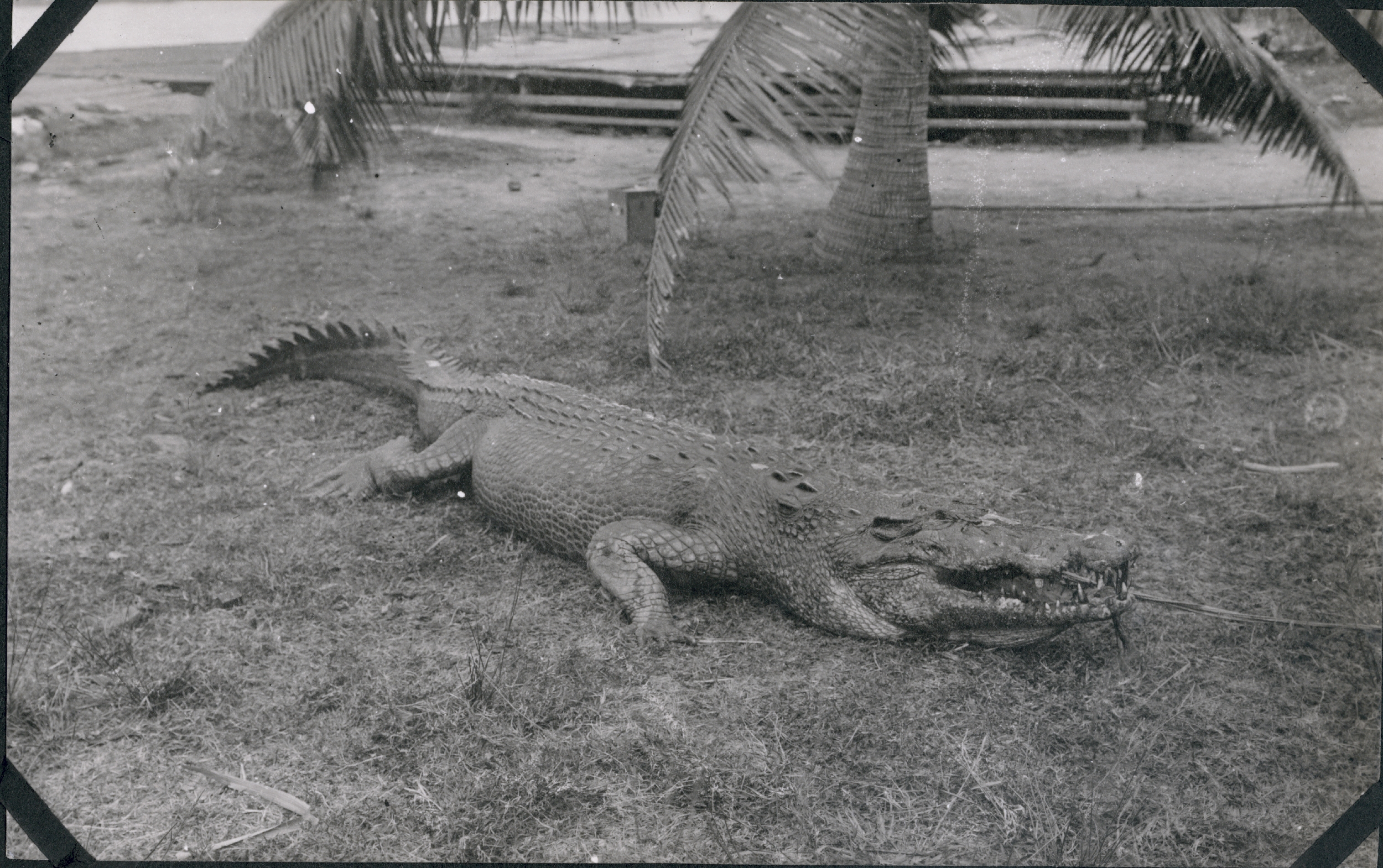A salt water crocodile at Sandakan, Borneo