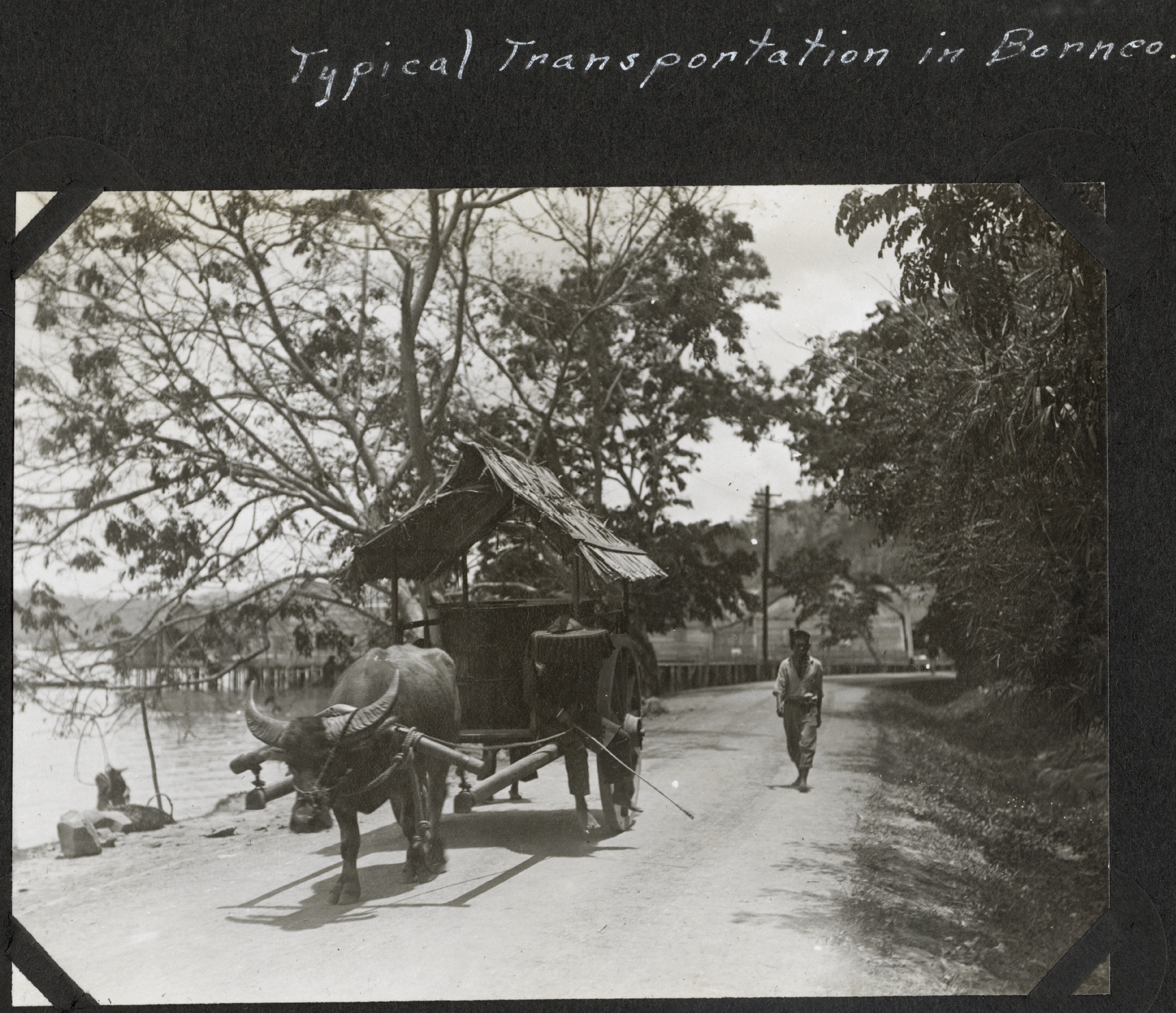 Carabao provided transportation in Borneo