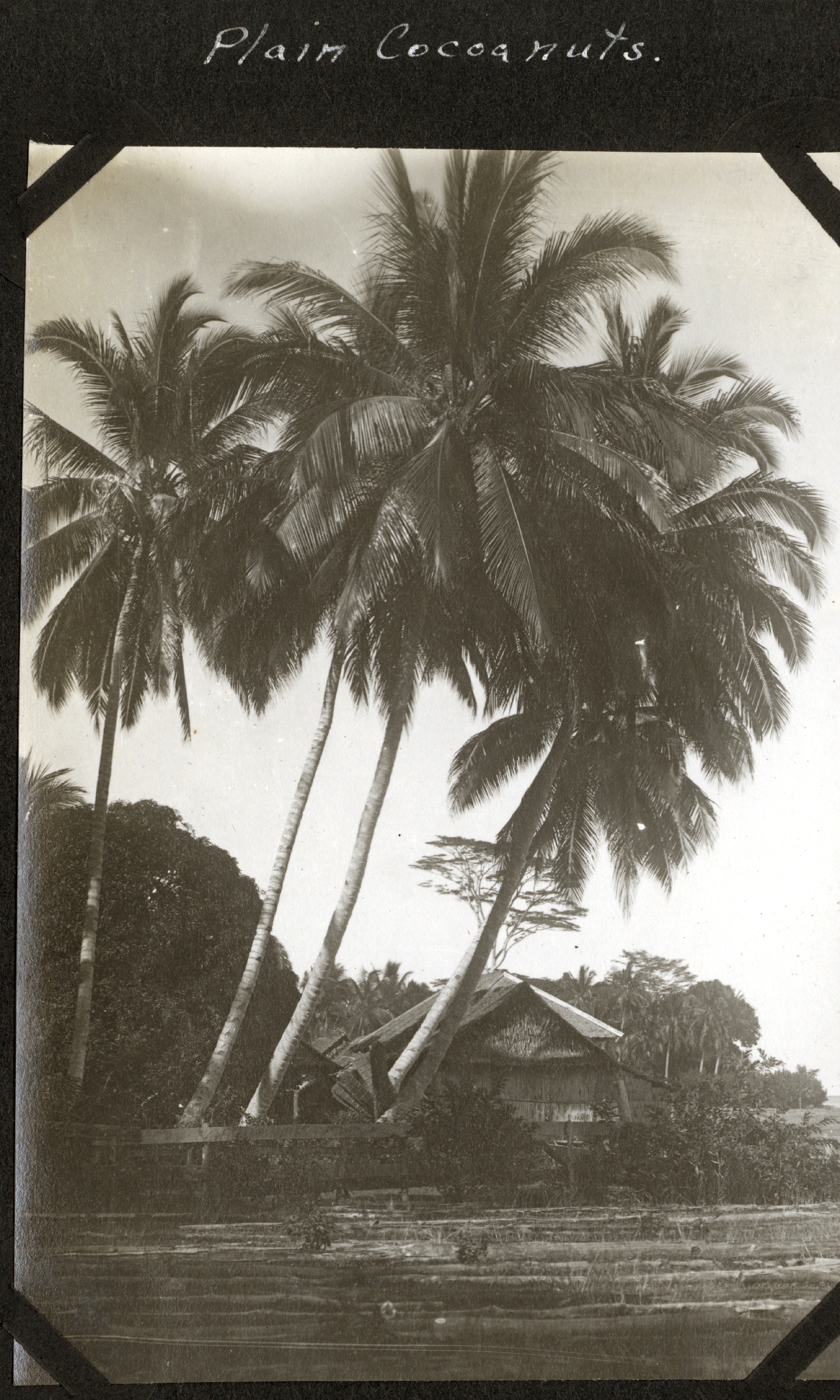 Coconut palm trees and a native home