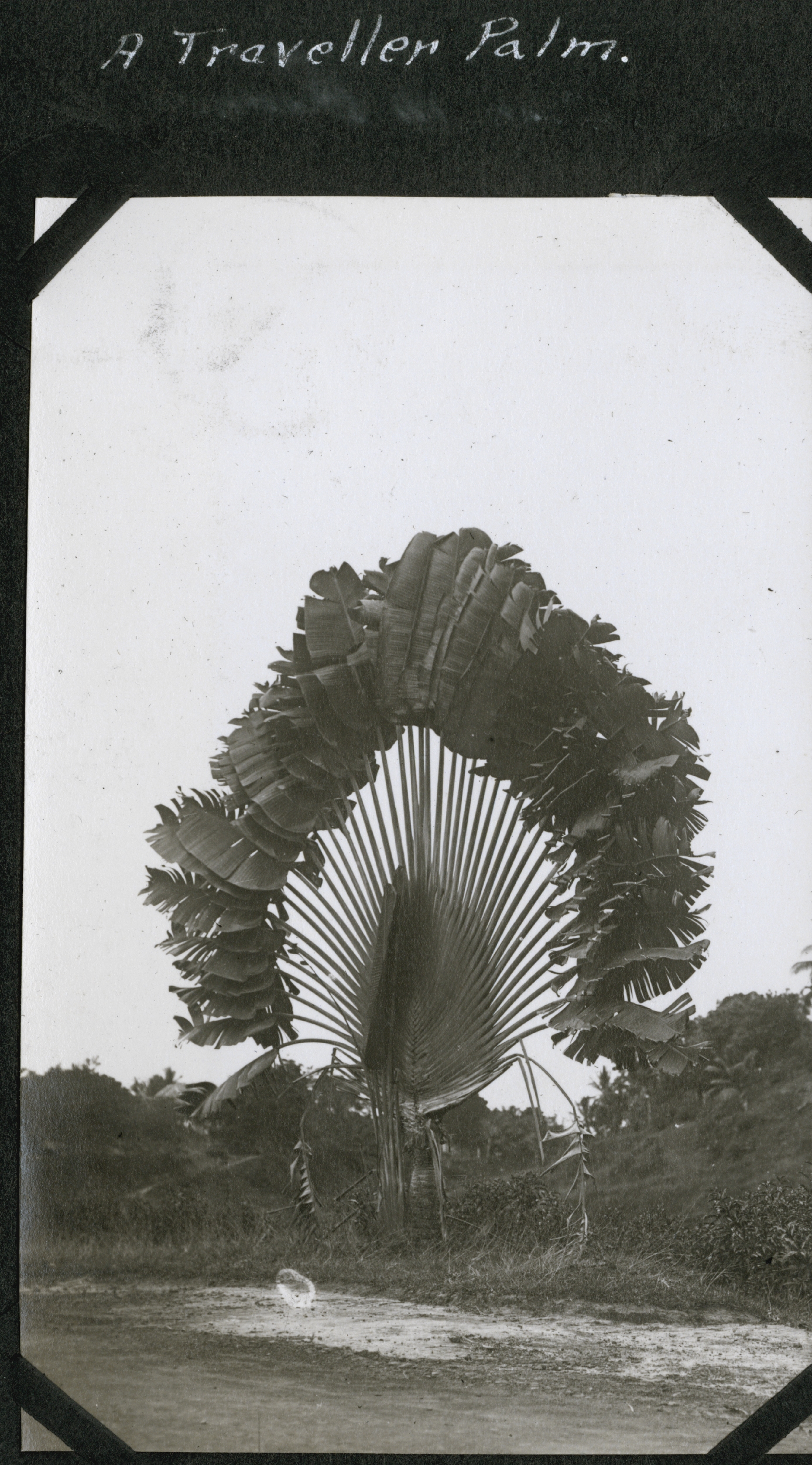 A traveler palm tree (Ravenala madagascariensis)