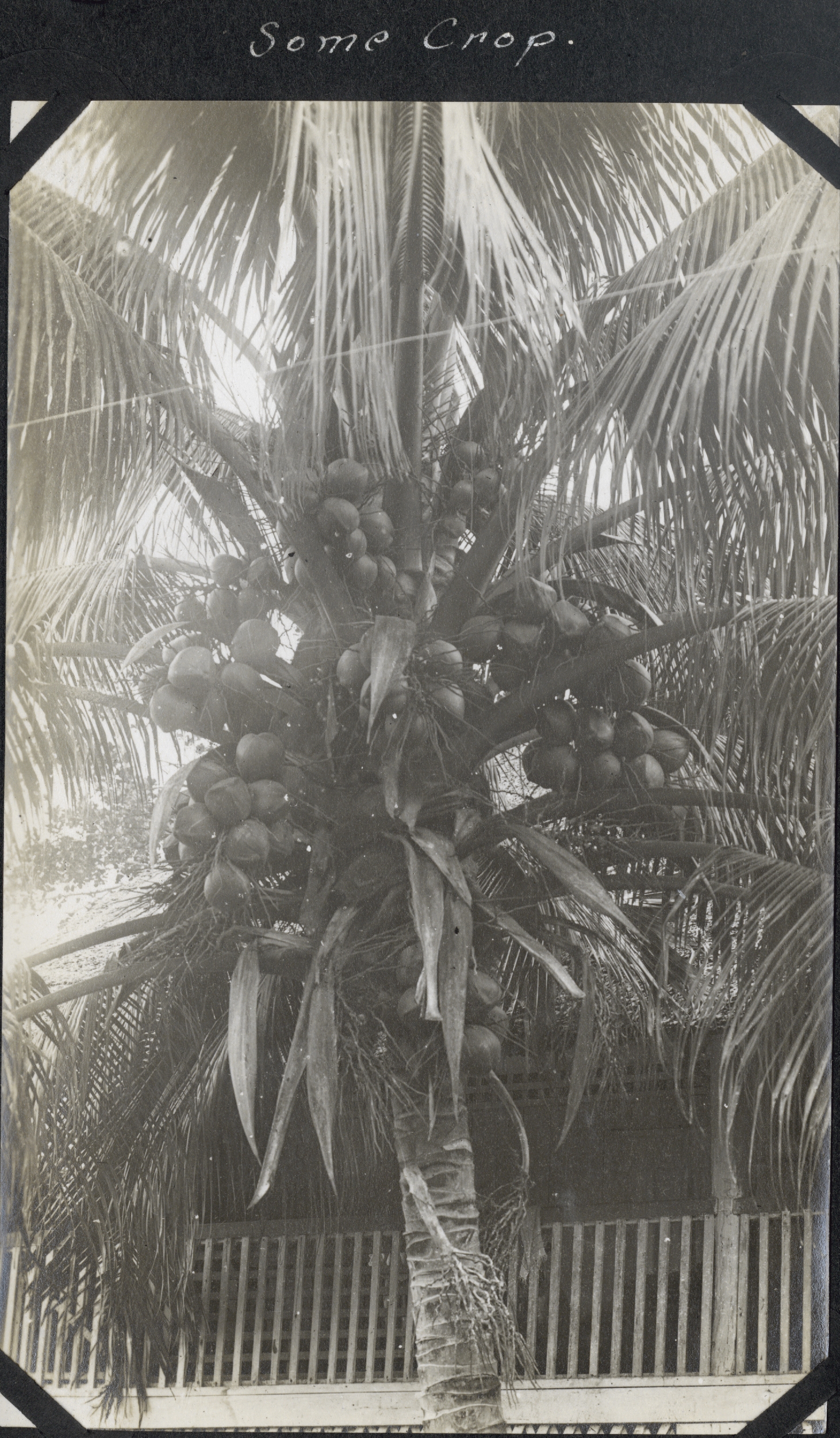 An overactive coconut palm