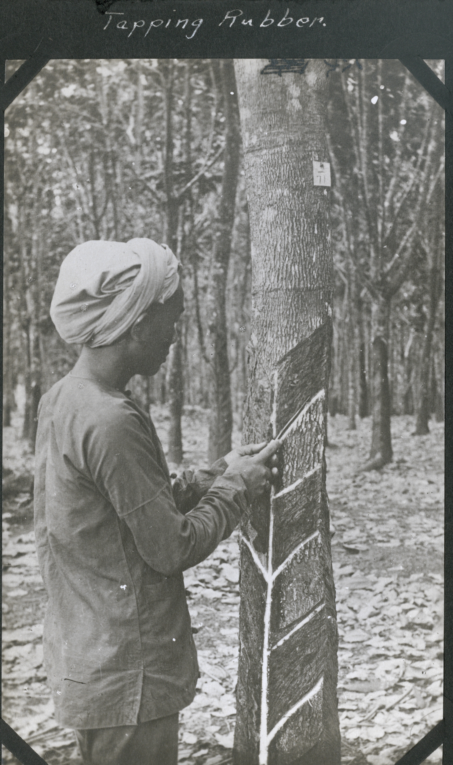 Tapping rubber from a rubber tree