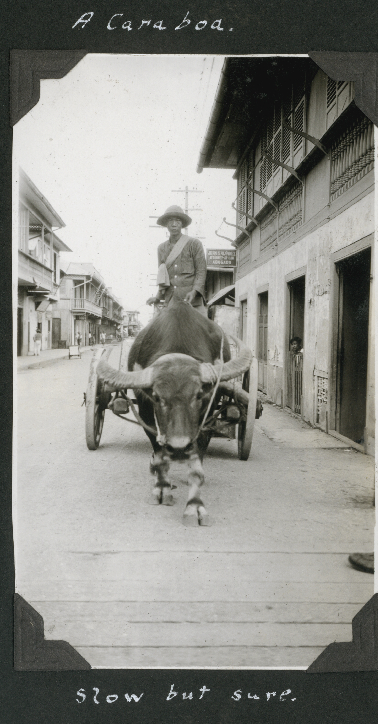 Carabao providing motive power for transportation