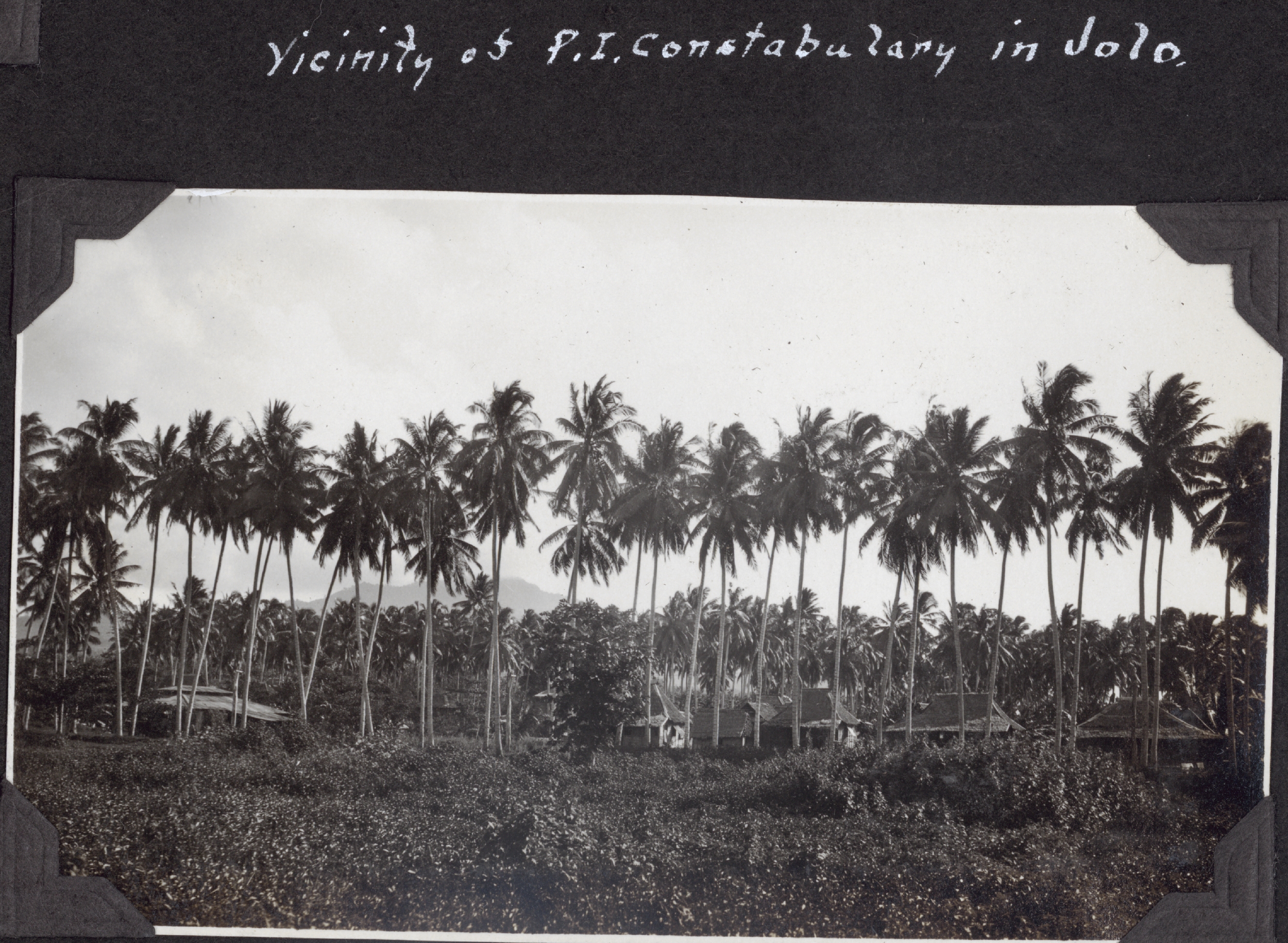 Palm trees in the vicinity of the constabulary at Jolo