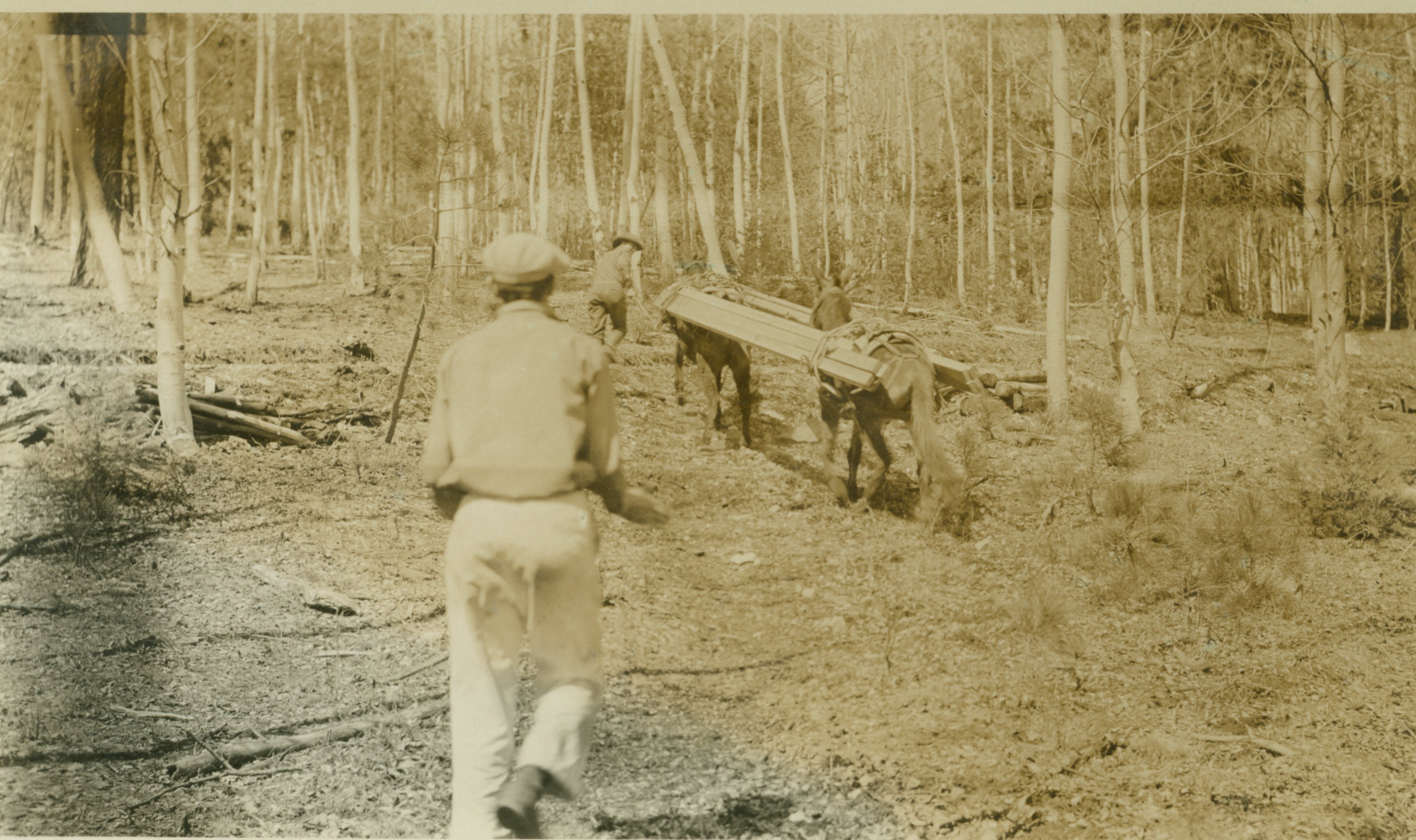 Packing mules with lumber to build tower on Mt