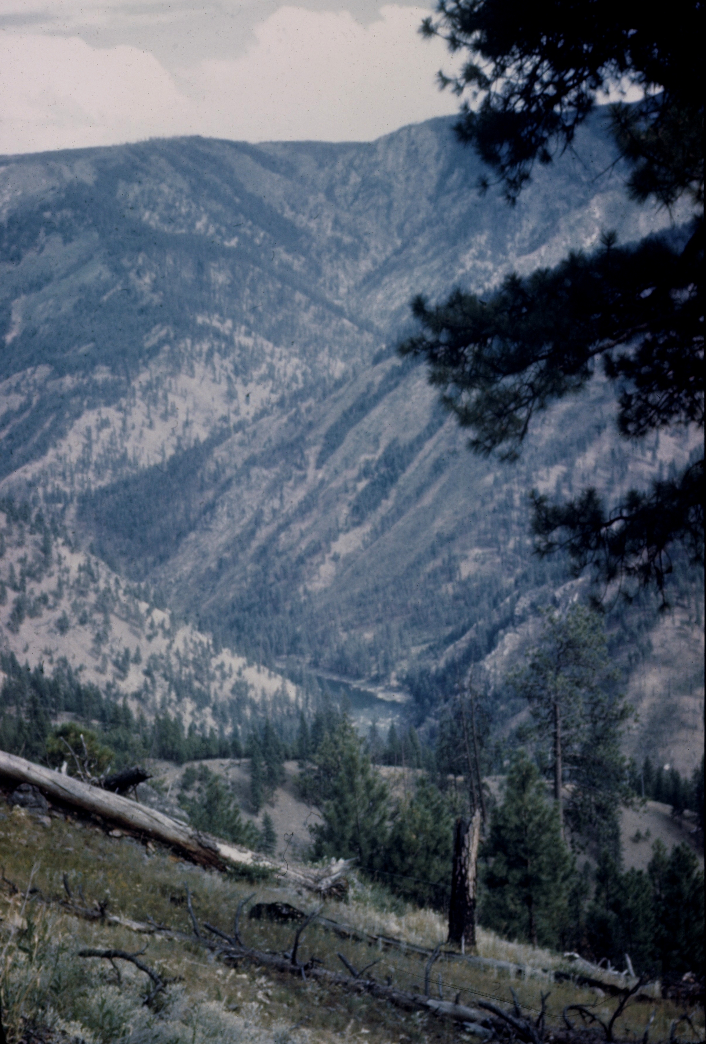 A look into the canyon of the Salmon River from above
