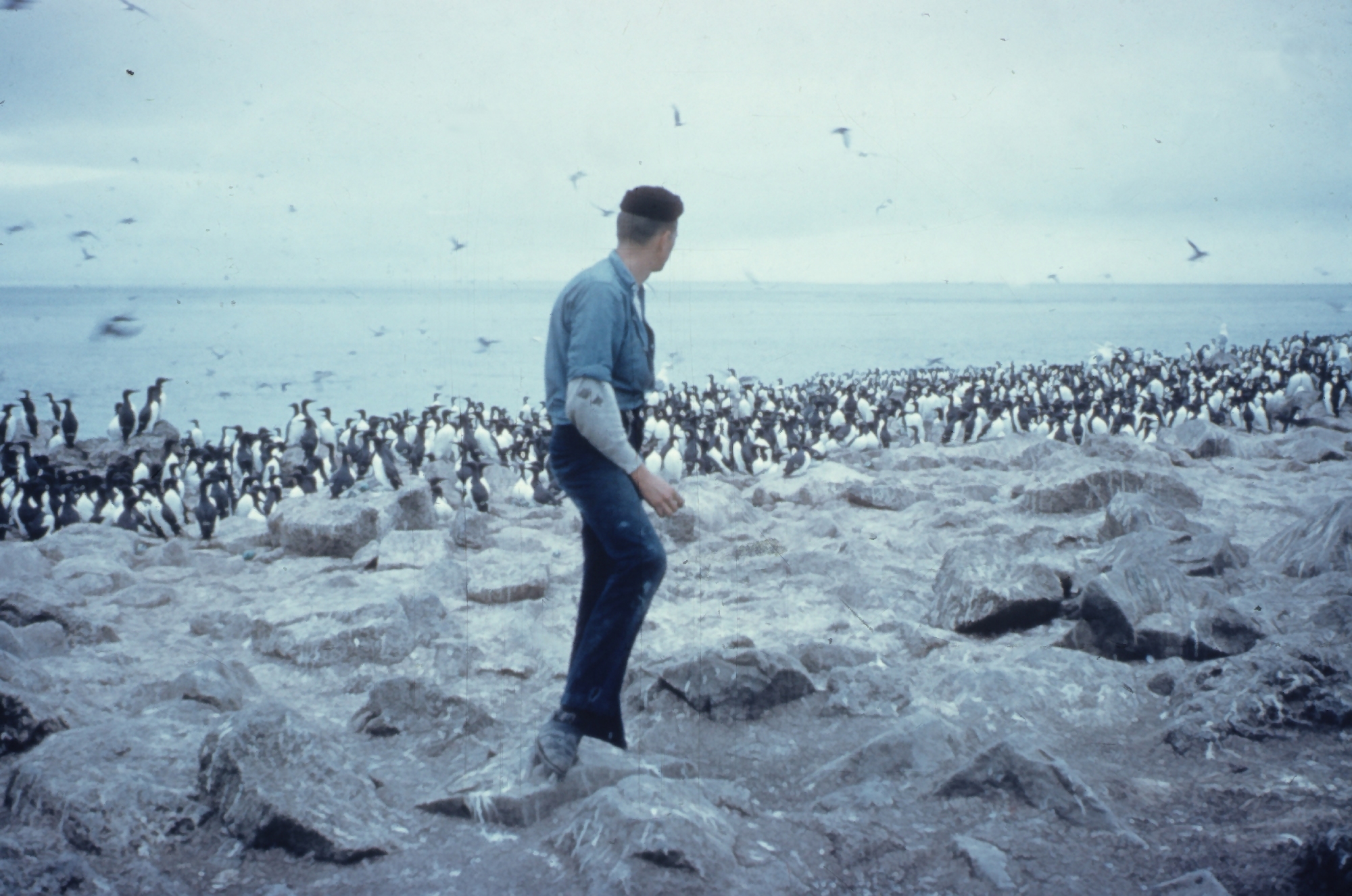 Thick-billed murre rookery