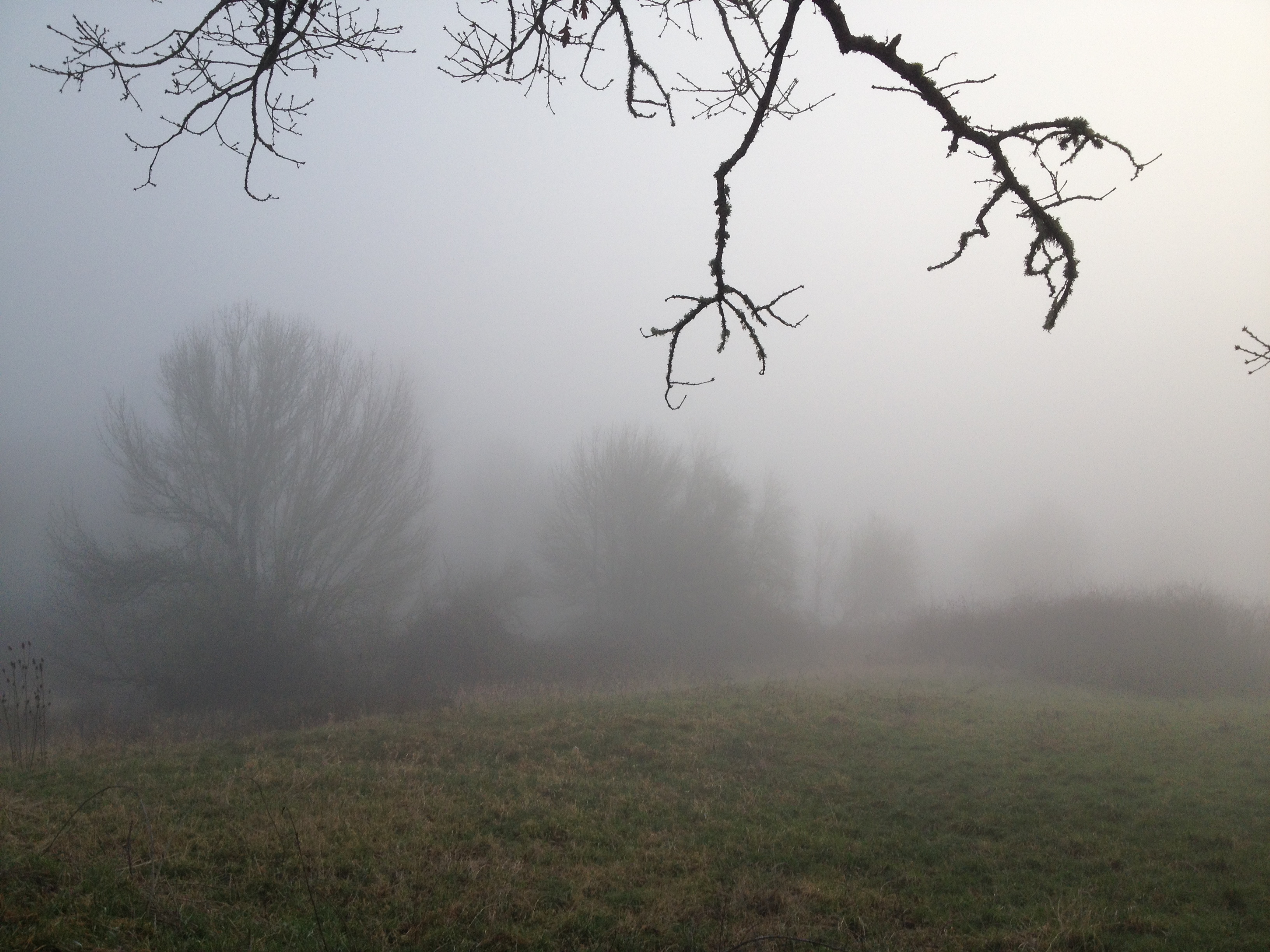 Dense fog in the late afternoon is unusual in our area, but this fog stayed forseveral days