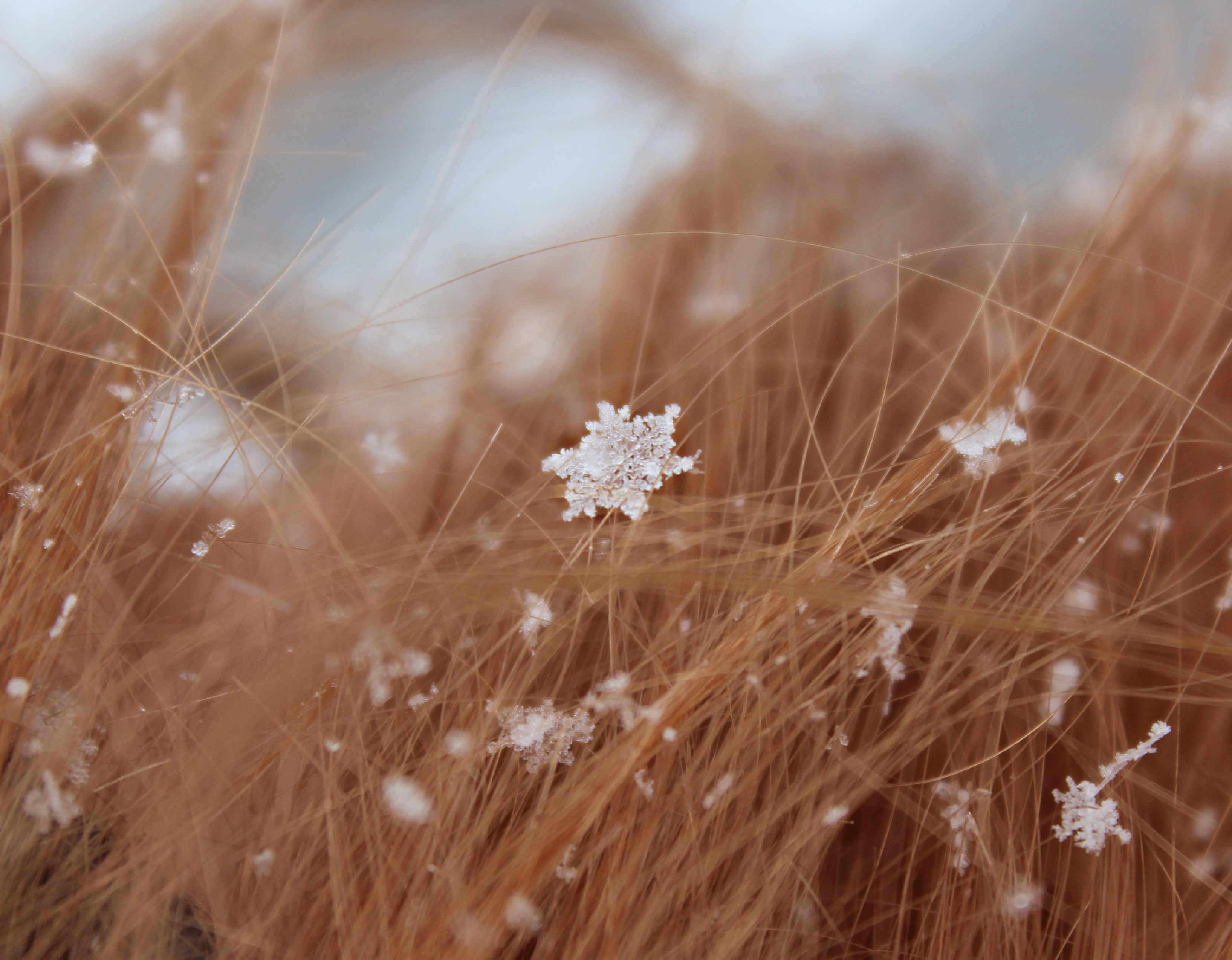 A perfect single snowflake caught in my hair