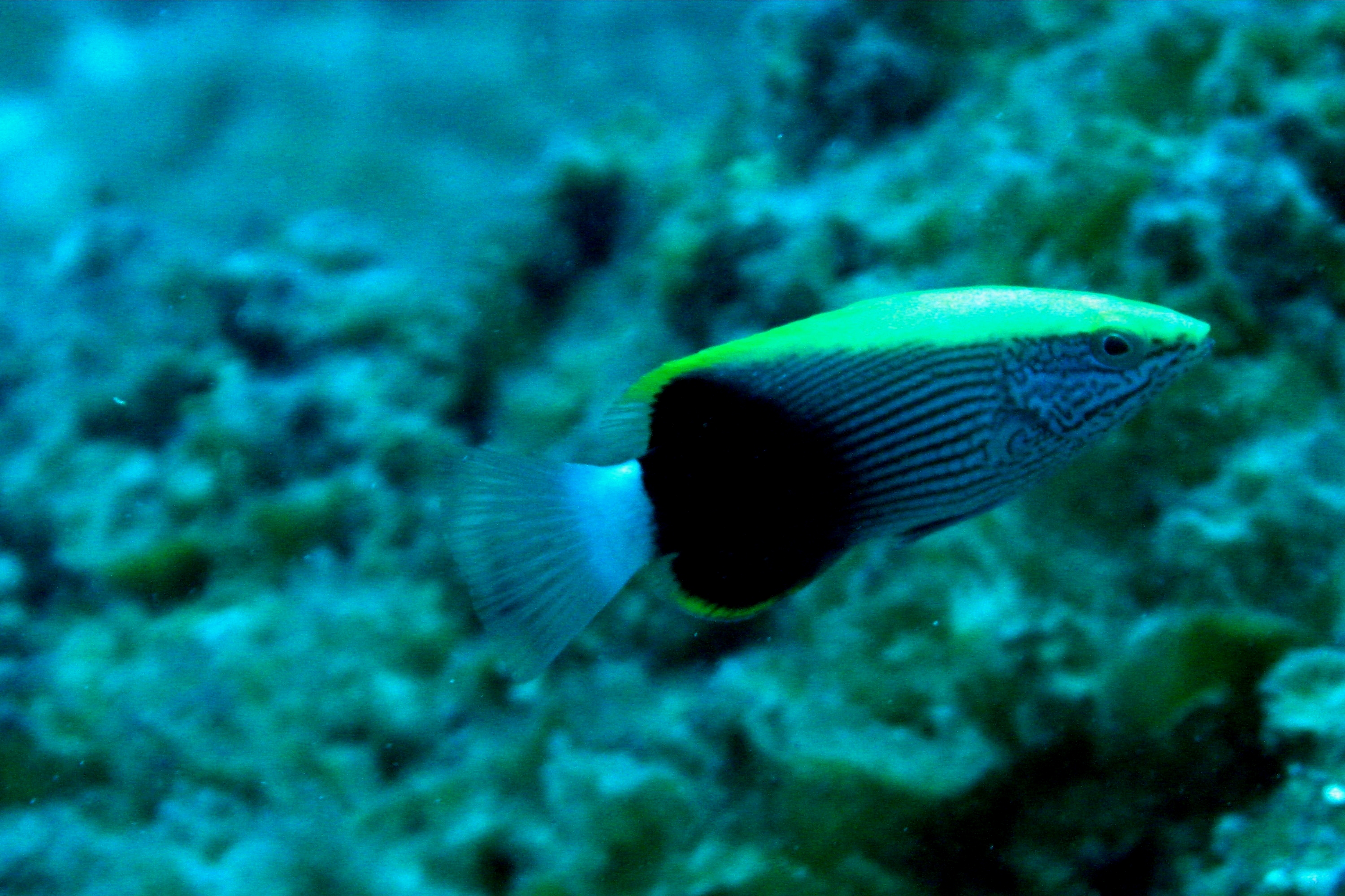 Hol Fish corl0053.jpg | National Oceanic and Atmospheric Administration