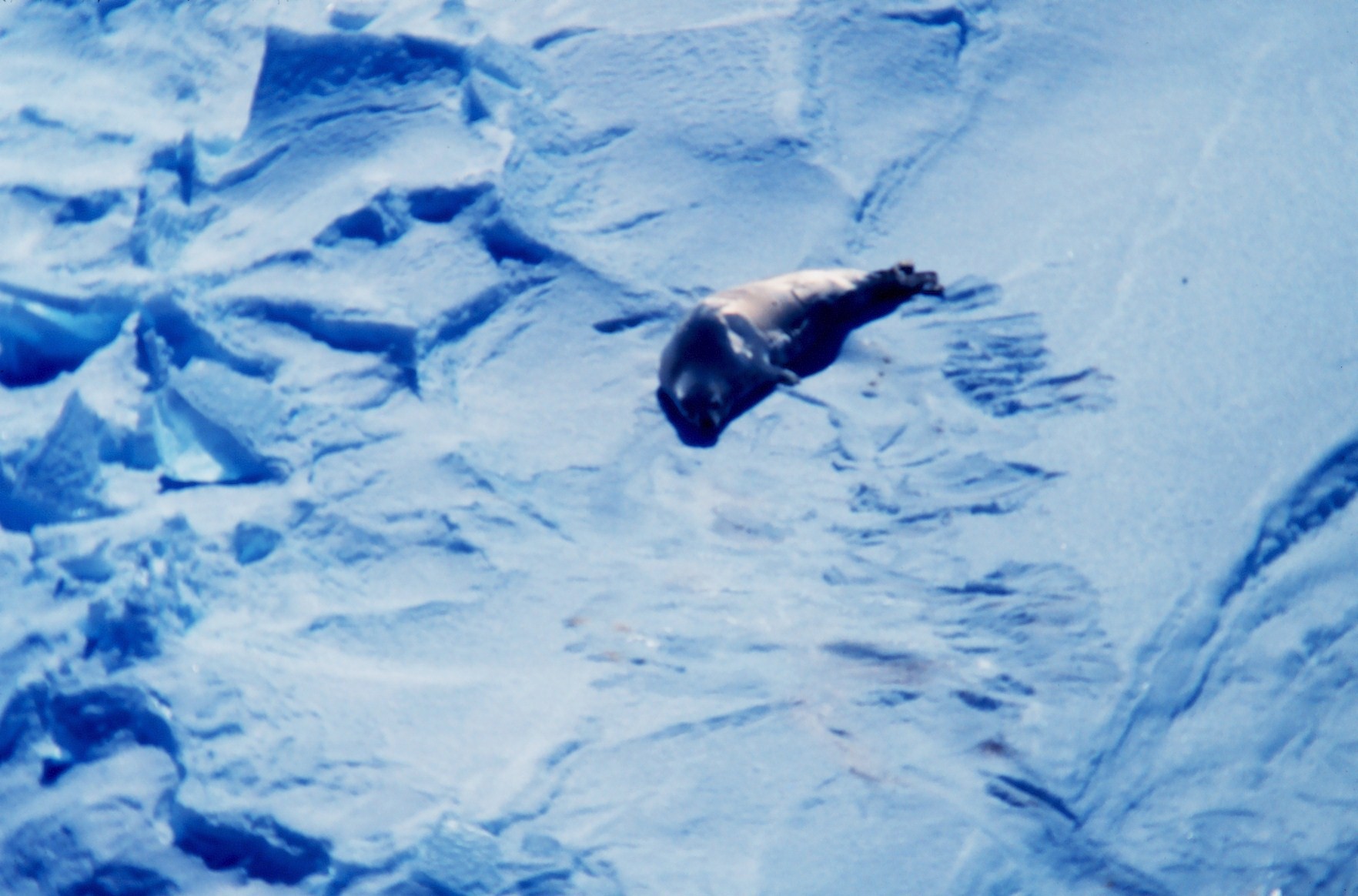 Seal on the sea ice