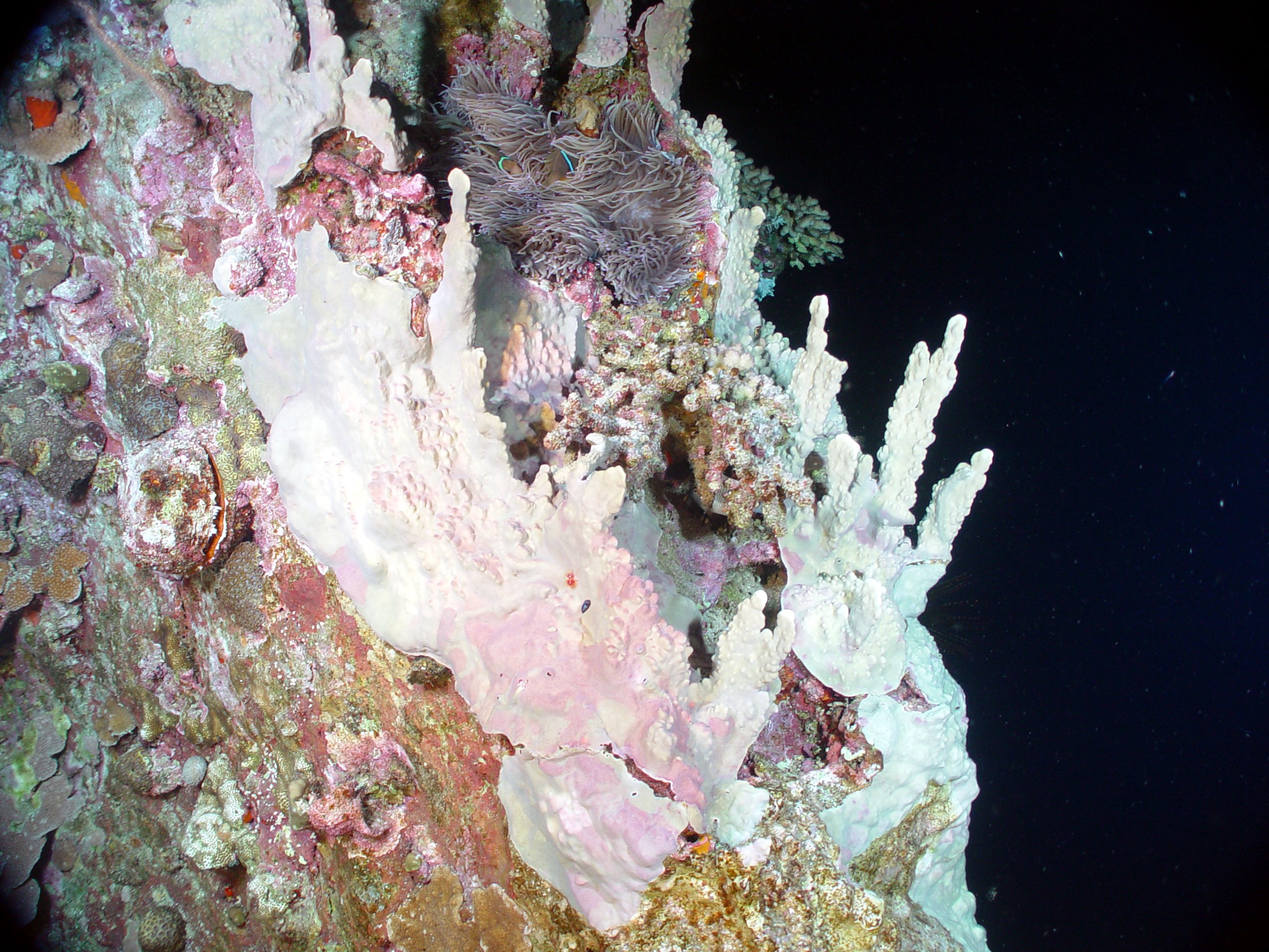 Pacific Ring of Fire Expedition