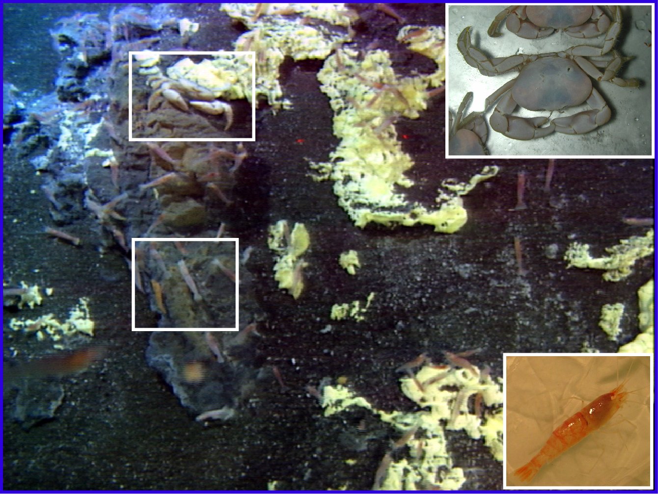 Pacific Ring of Fire Expedition