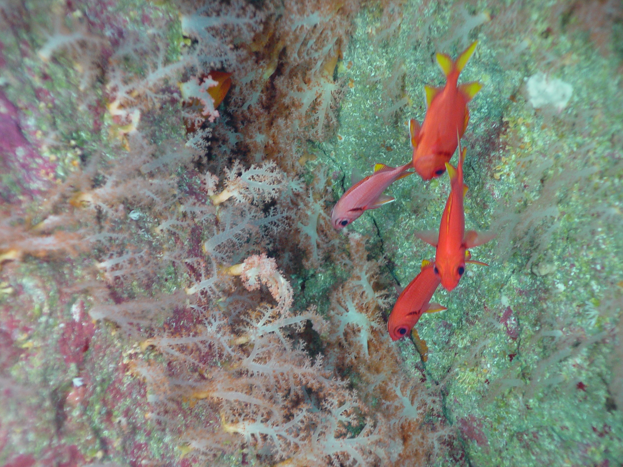 Pacific Ring of Fire Expedition