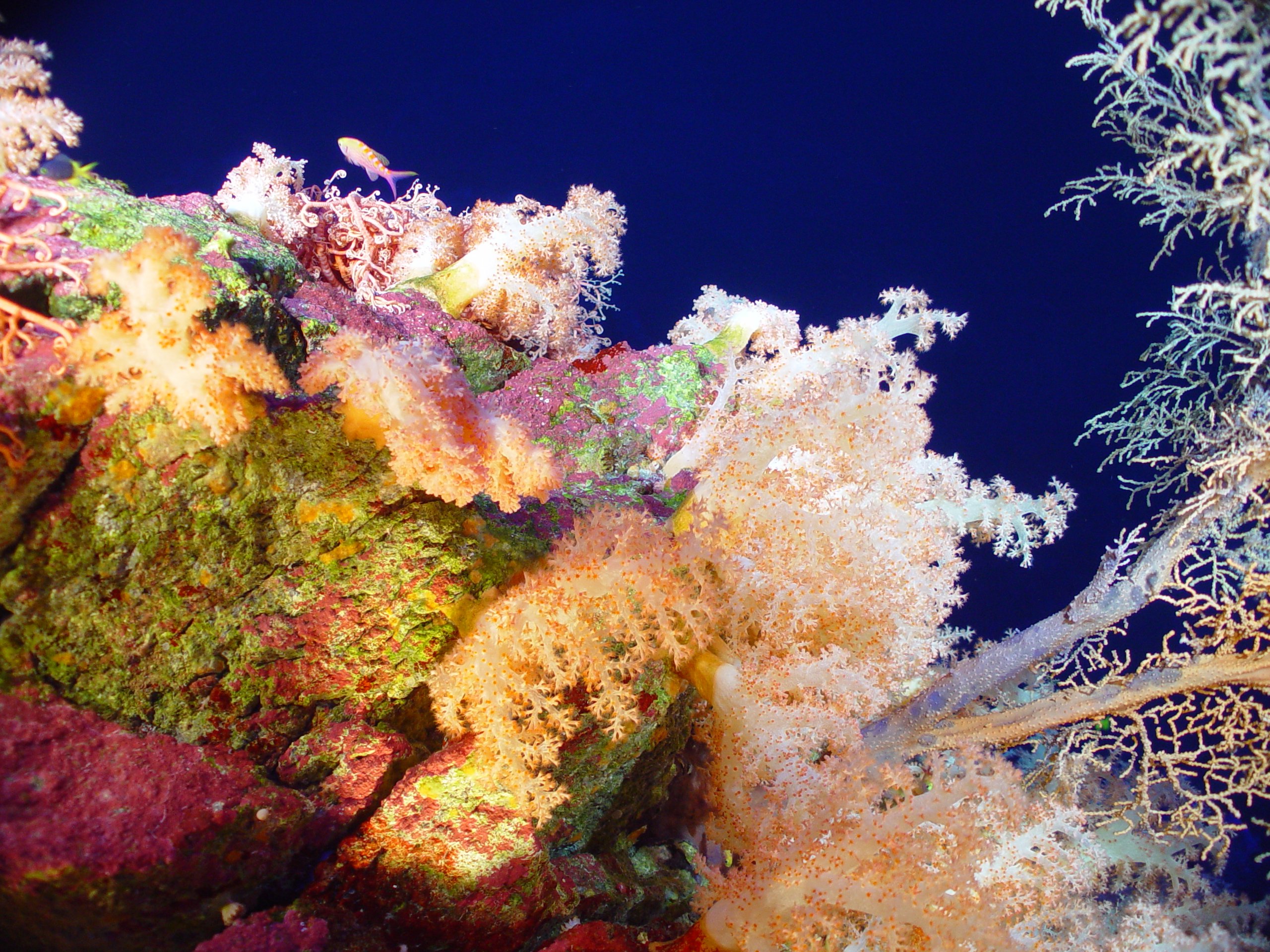 Pacific Ring of Fire Expedition