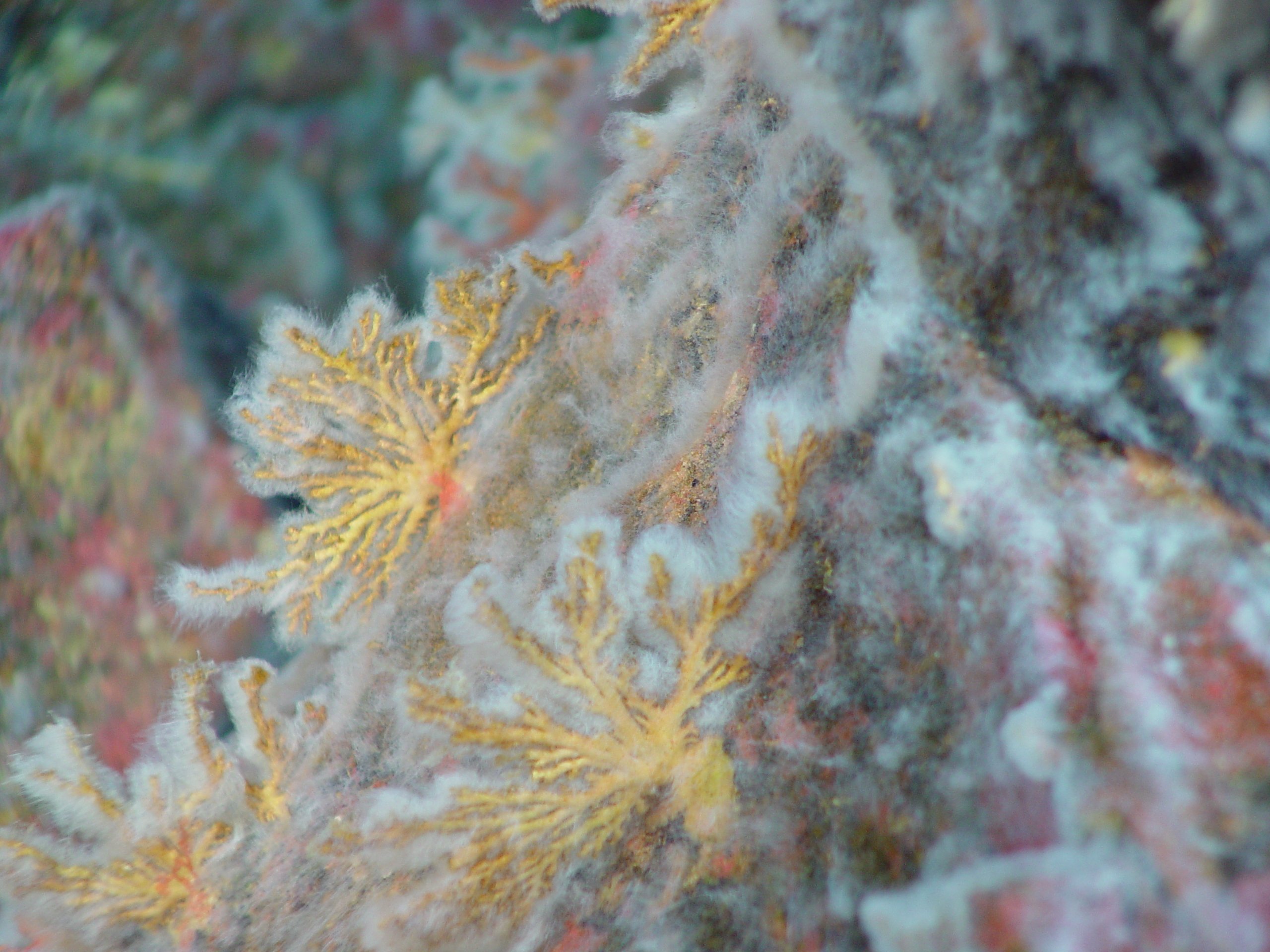 Pacific Ring of Fire Expedition