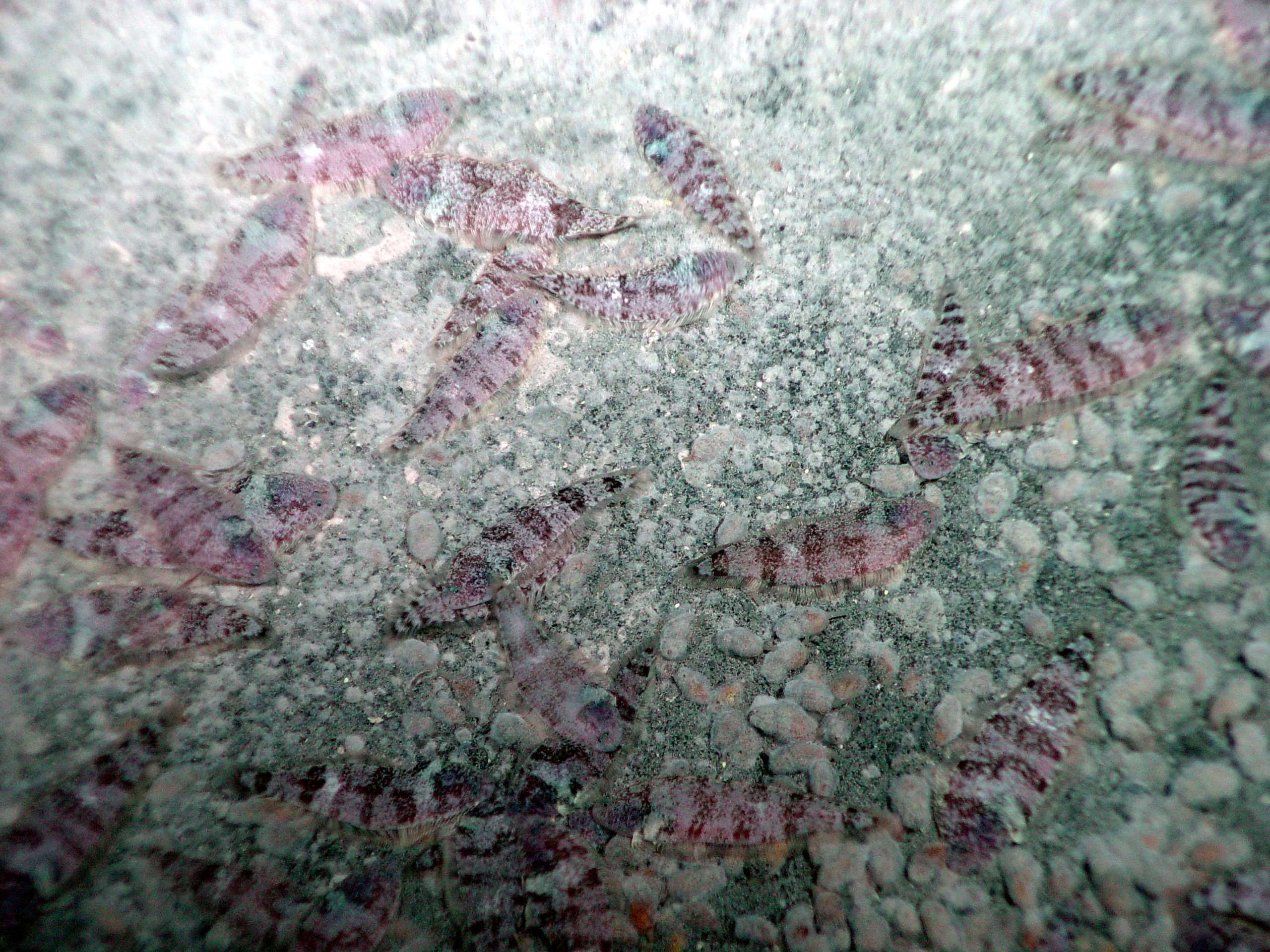 Pacific Ring of Fire Expedition