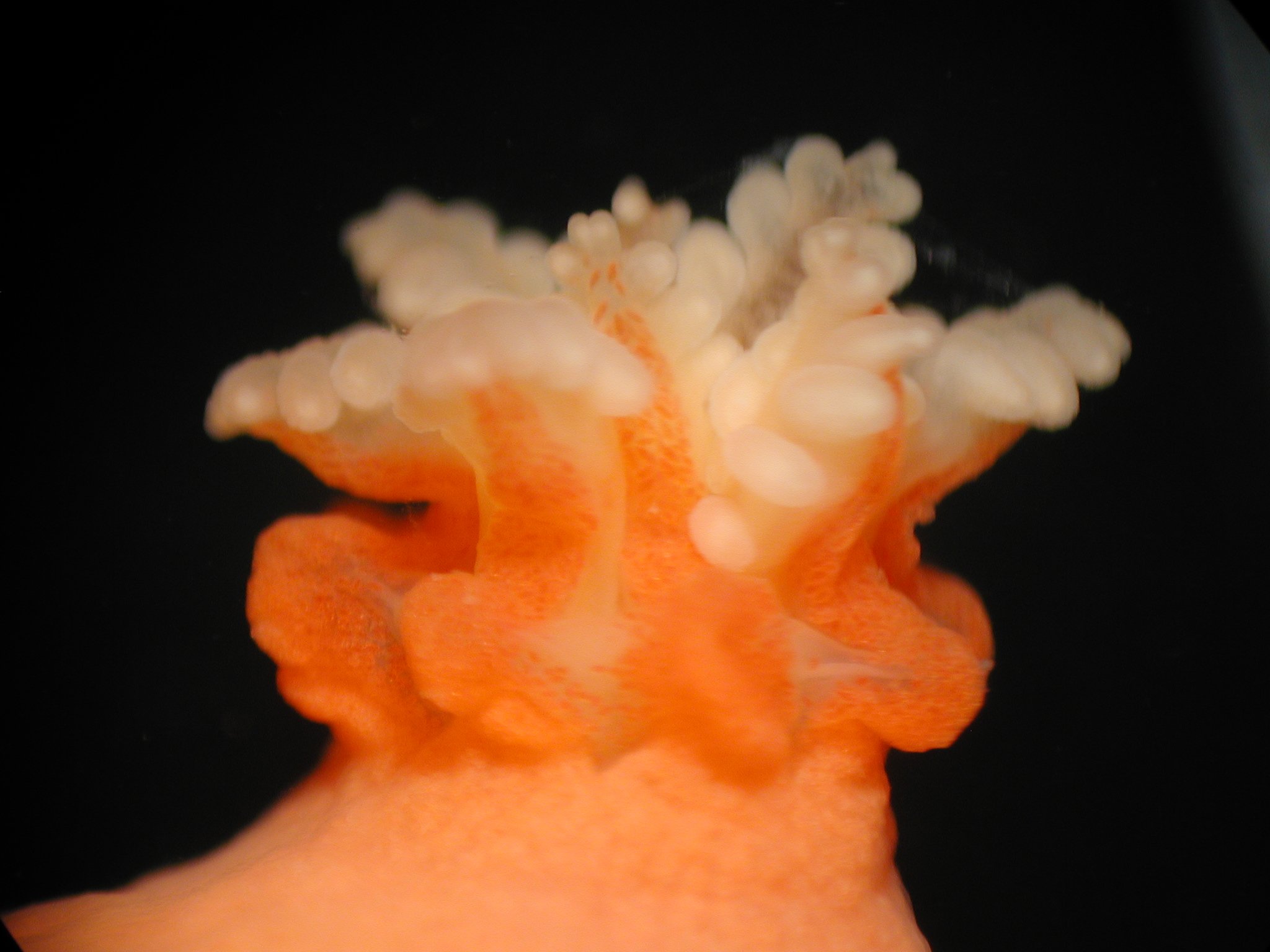 Gulf of Alaska Seamount Expedition